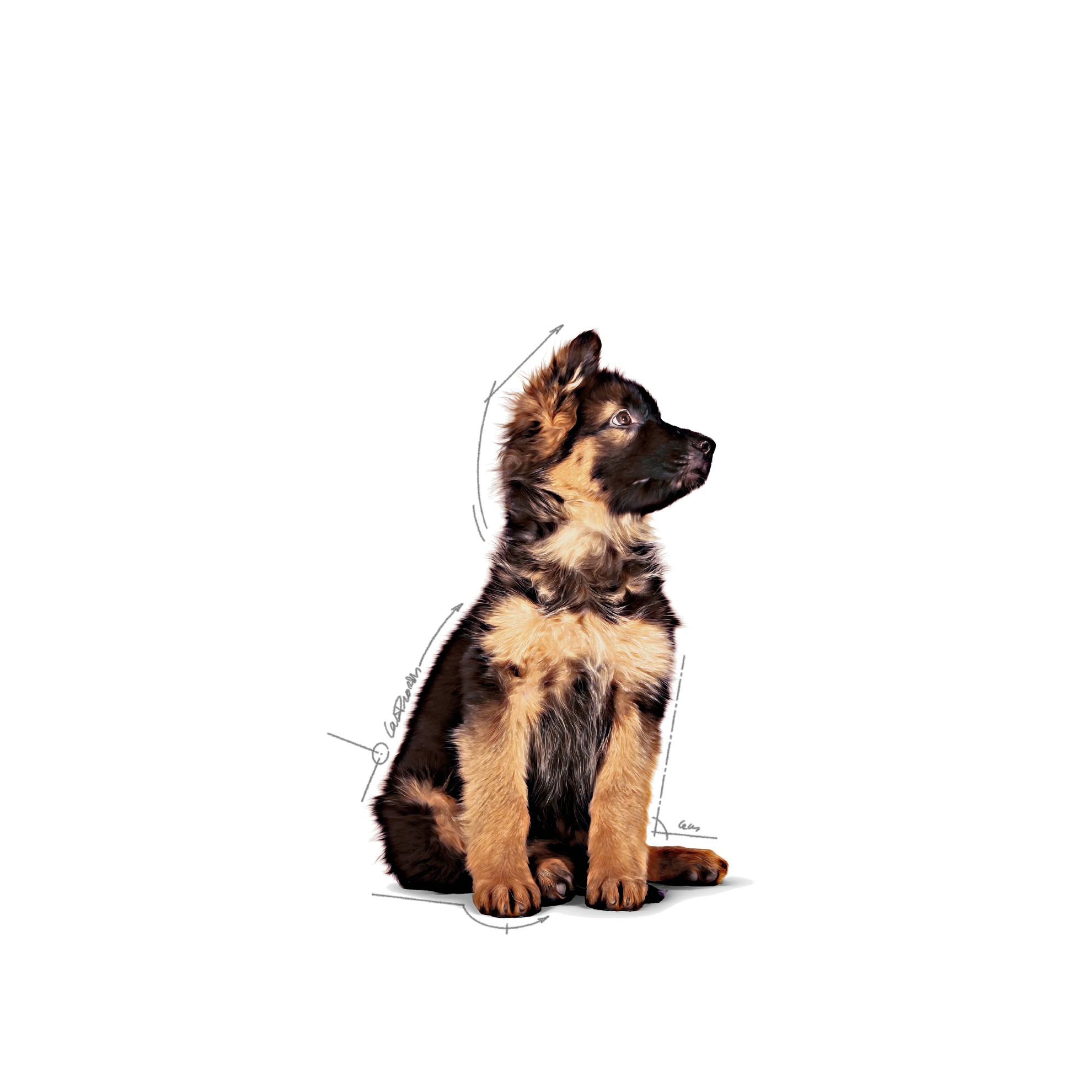 10 x 4.9oz Royal Canin Large Puppy Chunks in Gravy Pouch Wet Dog Food UAE | 1725-ZTCOQ