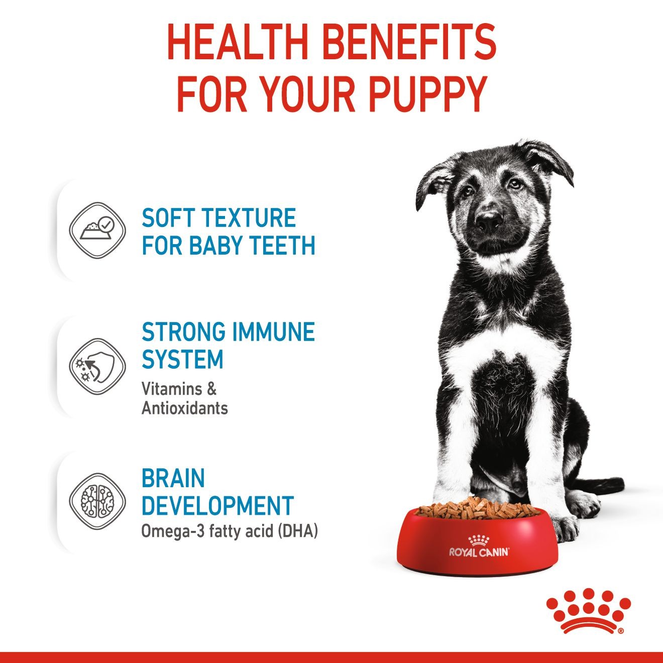 10 x 4.9oz Royal Canin Large Puppy Chunks in Gravy Pouch Wet Dog Food UAE | 1725-ZTCOQ