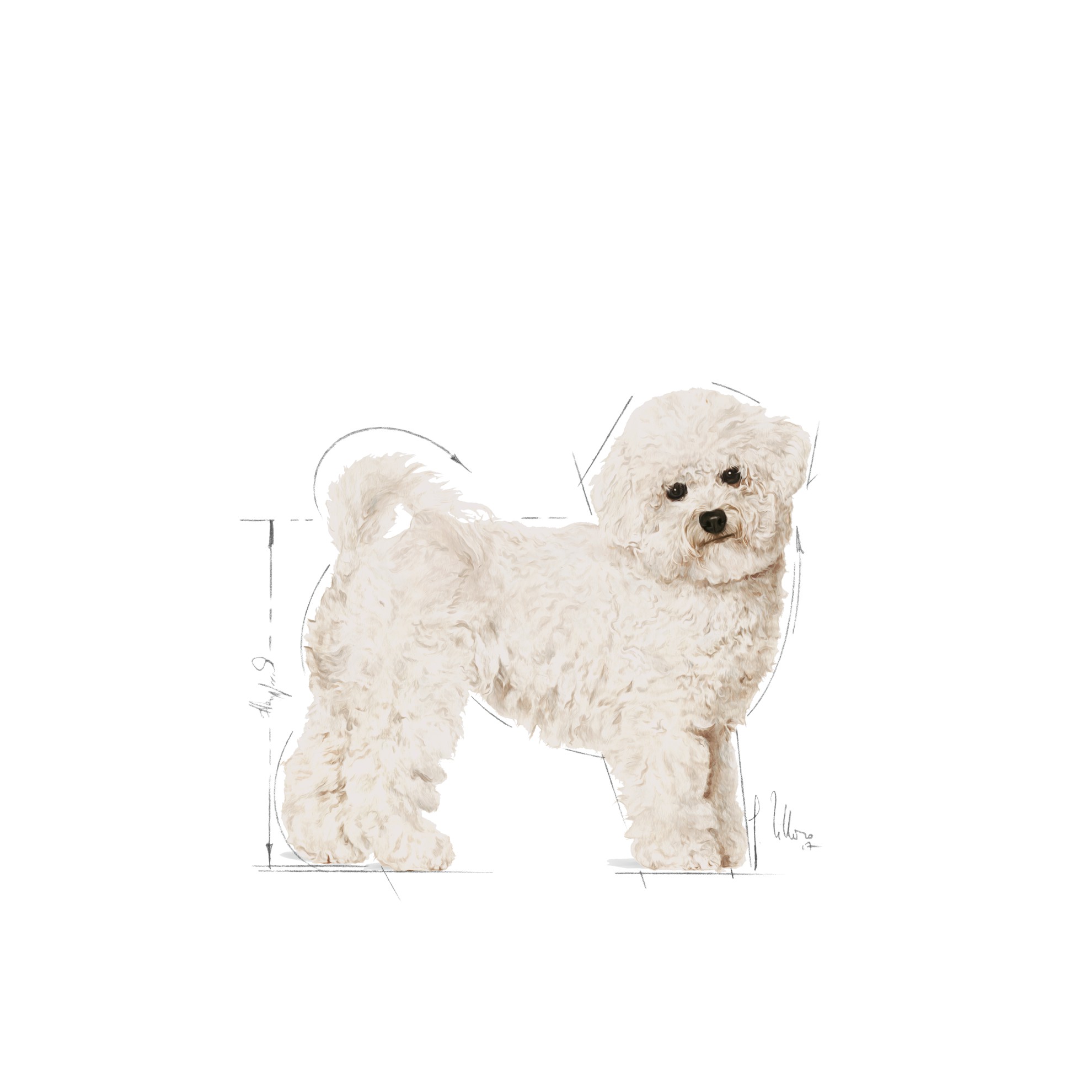 10lb Royal Canin Bichon Frise Adult Dry Dog Food UAE | 5809-LBDMF