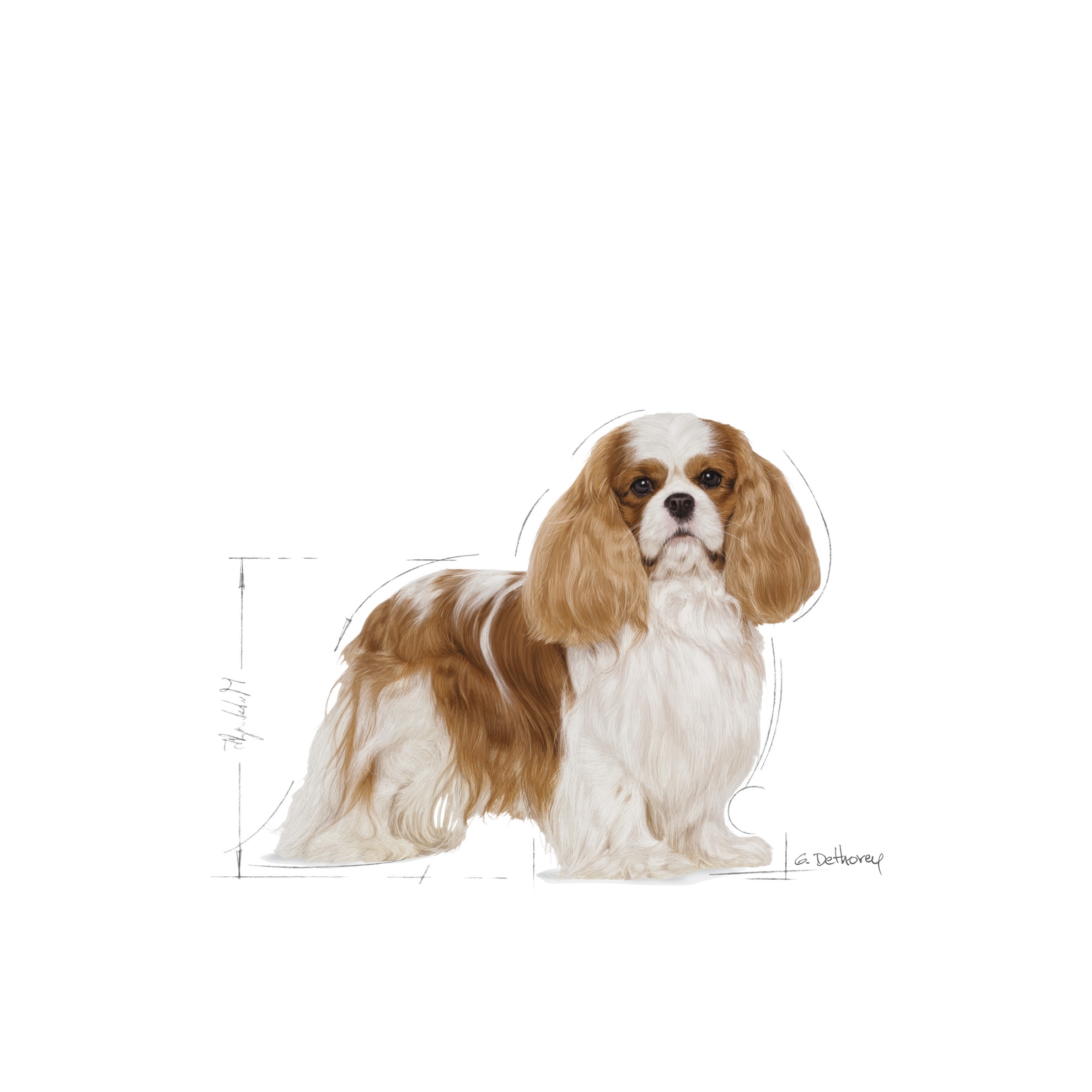 10lb Royal Canin Cavalier King Charles Adult Dry Dog Food UAE | 5071-XCHEL