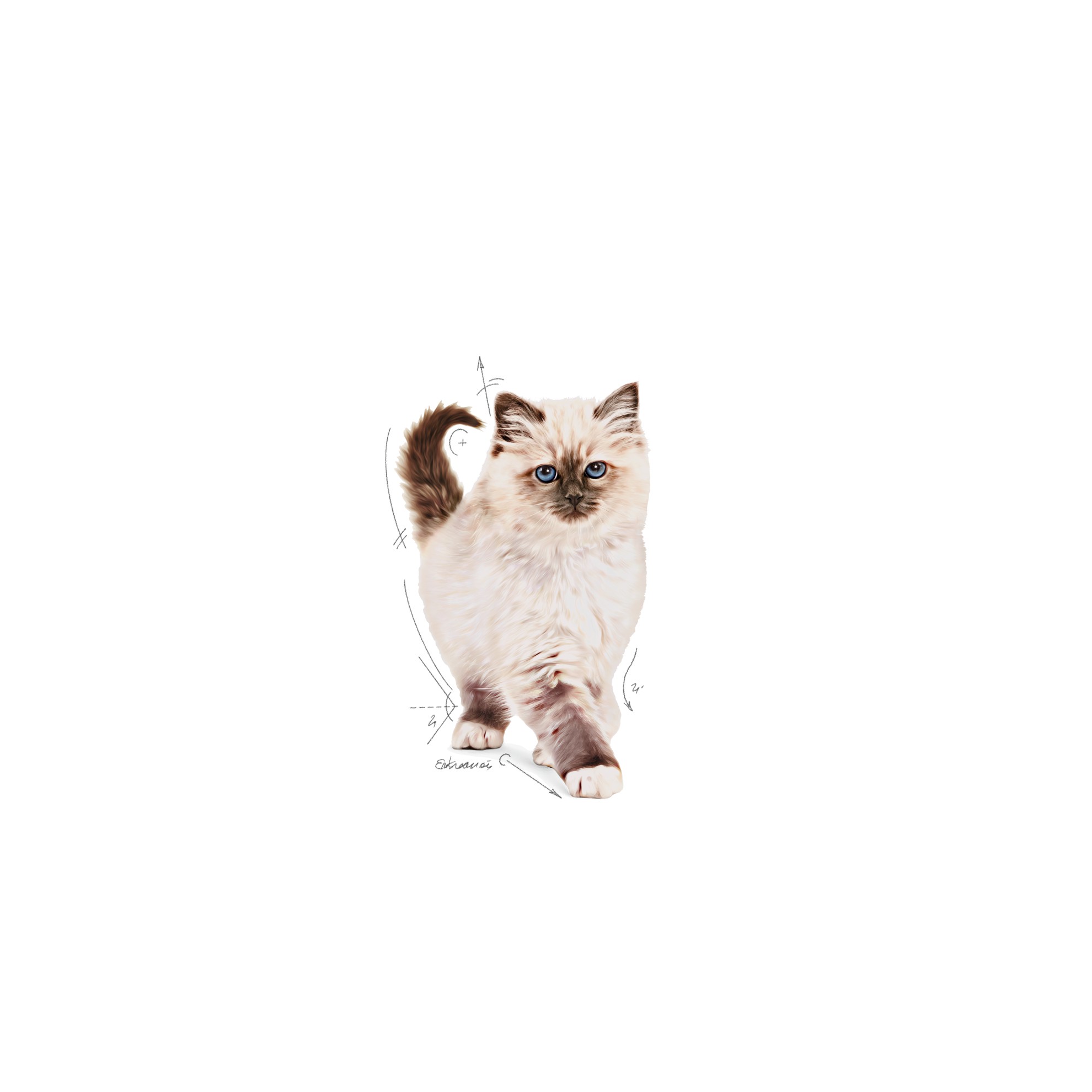 14lb Royal Canin Kitten Dry Cat Food UAE | 1628-NVKDI