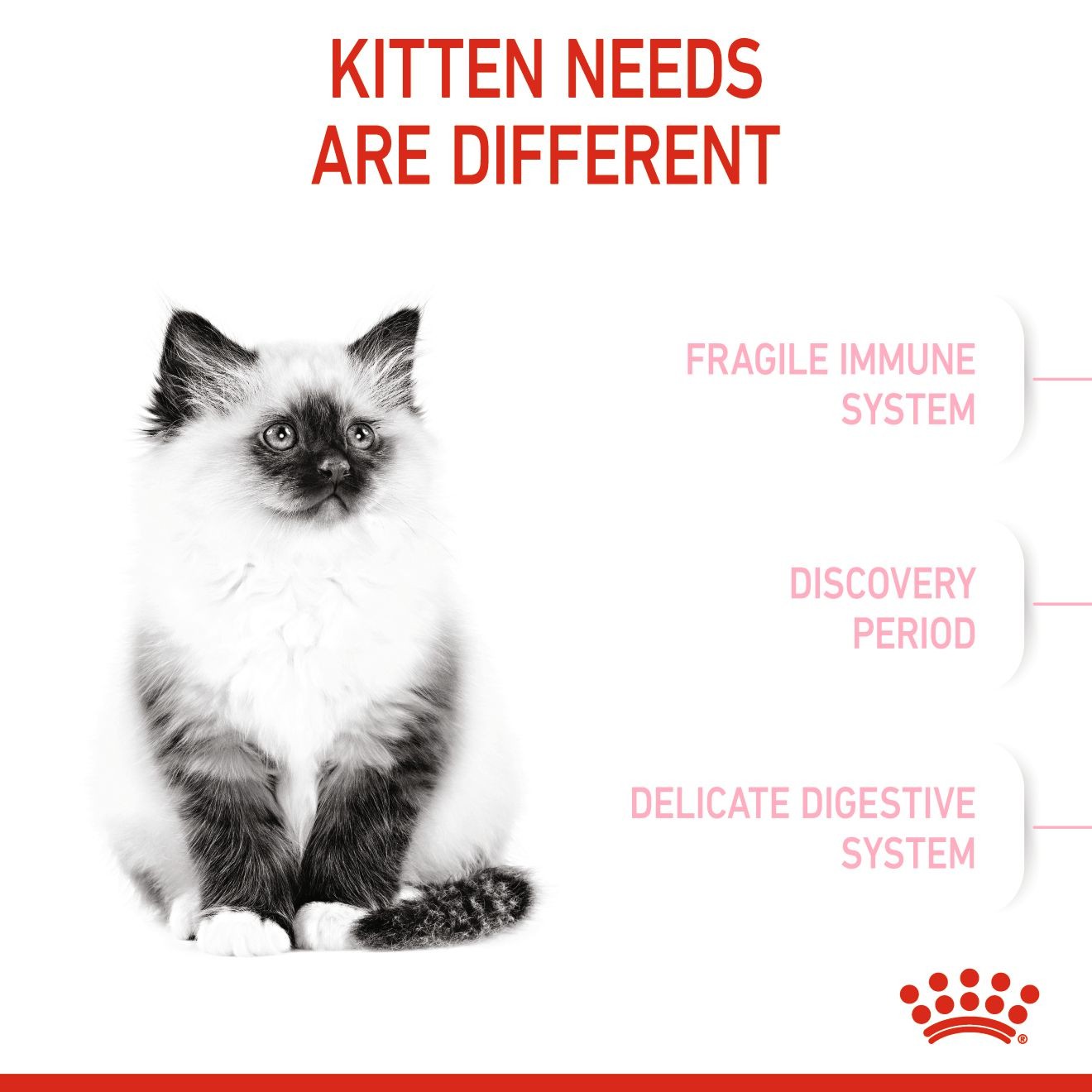 14lb Royal Canin Kitten Dry Cat Food UAE | 1628-NVKDI