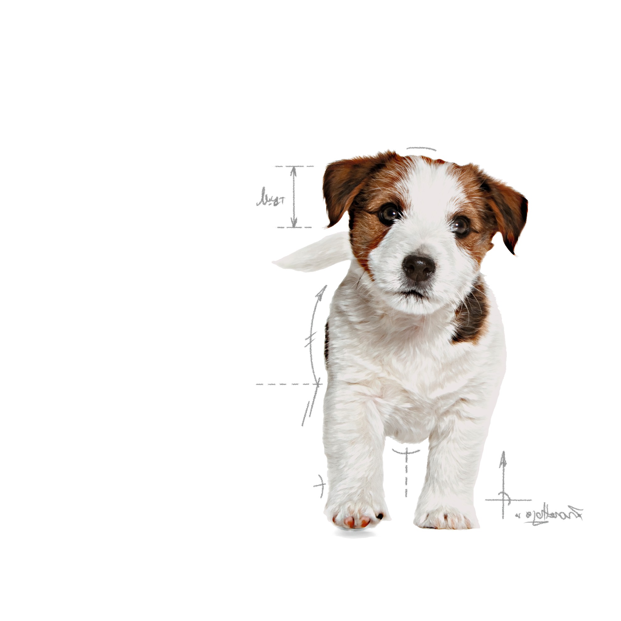 14lb Royal Canin Small Puppy Dry Dog Food UAE | 1947-HBDLO