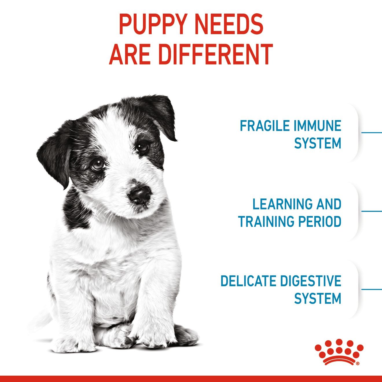 14lb Royal Canin Small Puppy Dry Dog Food UAE | 1947-HBDLO
