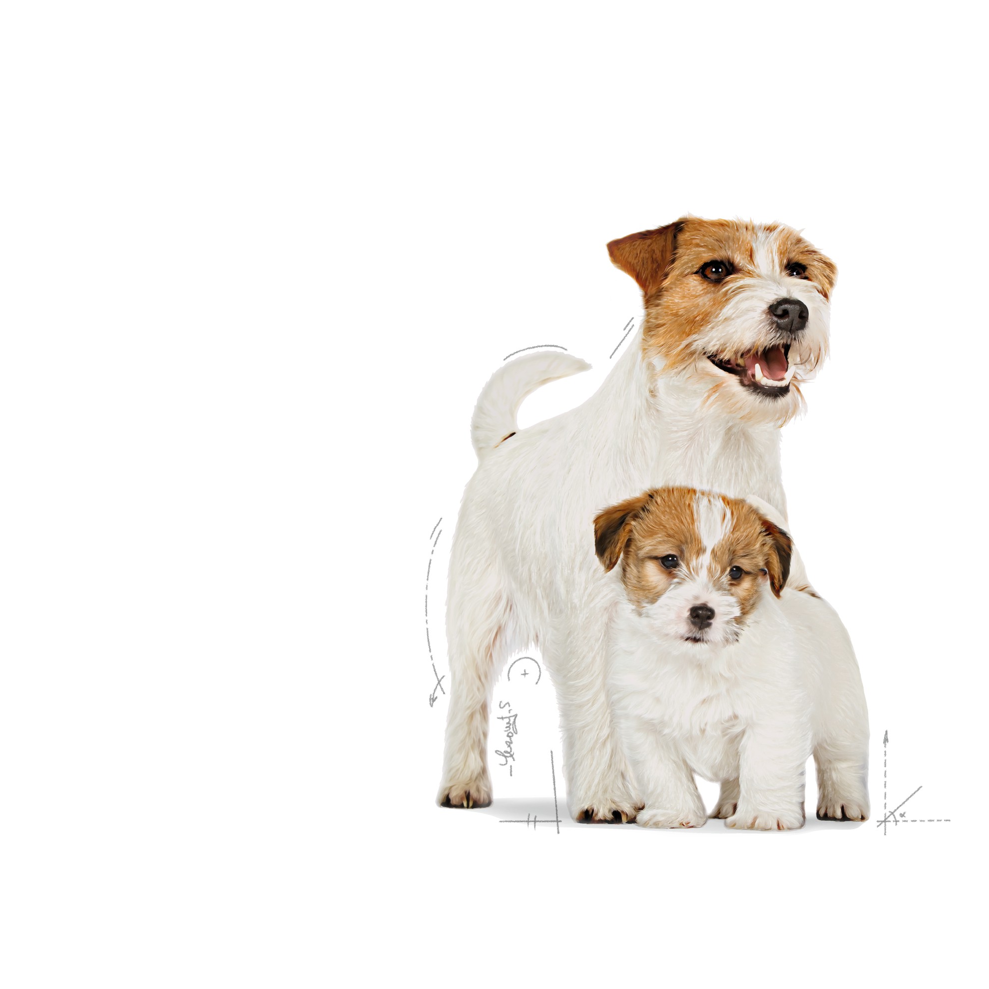 14lb Royal Canin Small Starter Mother & Babydog Dry Dog Food UAE | 5743-TBNXI