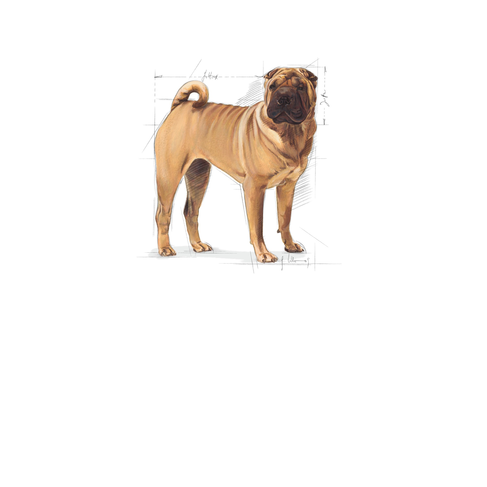 17lb Royal Canin Medium Sensitive Skin Care Dry Dog Food UAE | 8679-ZRSMA