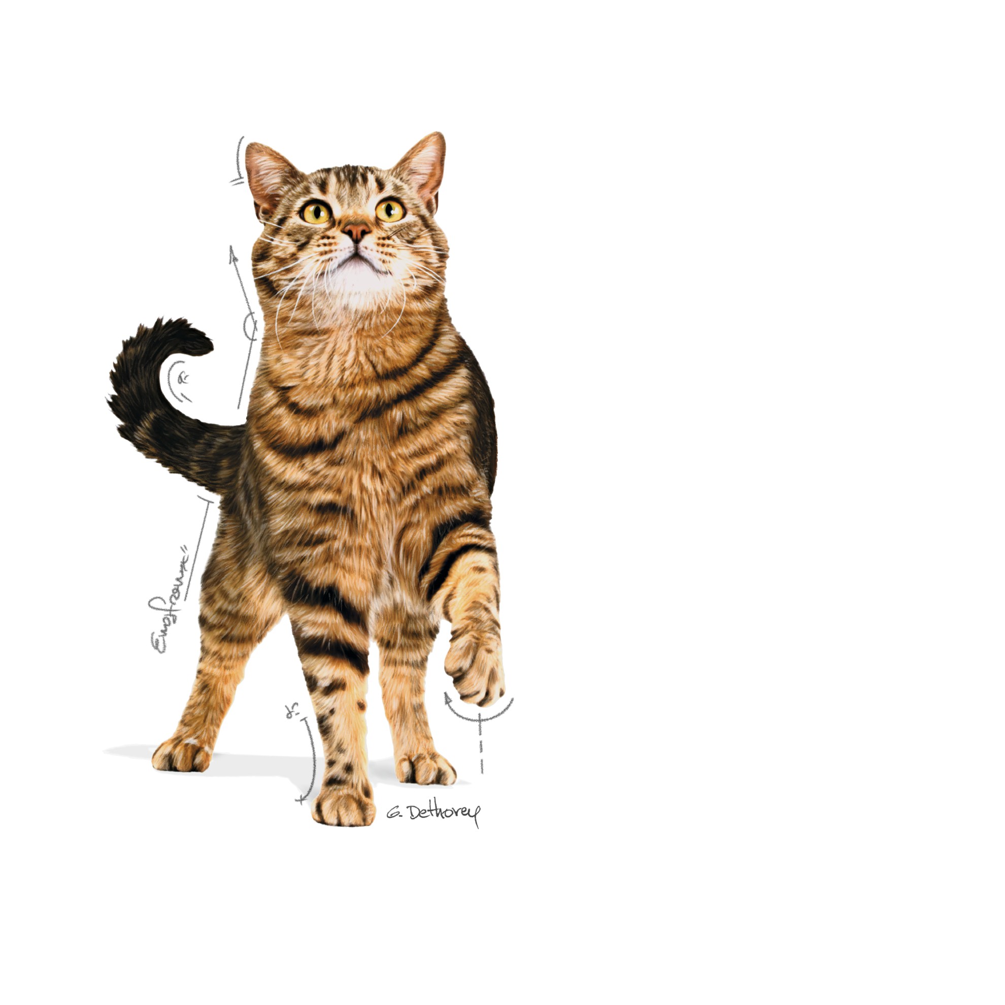 24 x 3oz Royal Canin Appetite Control Care Thin Slices in Gravy Canned Wet Cat Food UAE | 0794-SIZDW