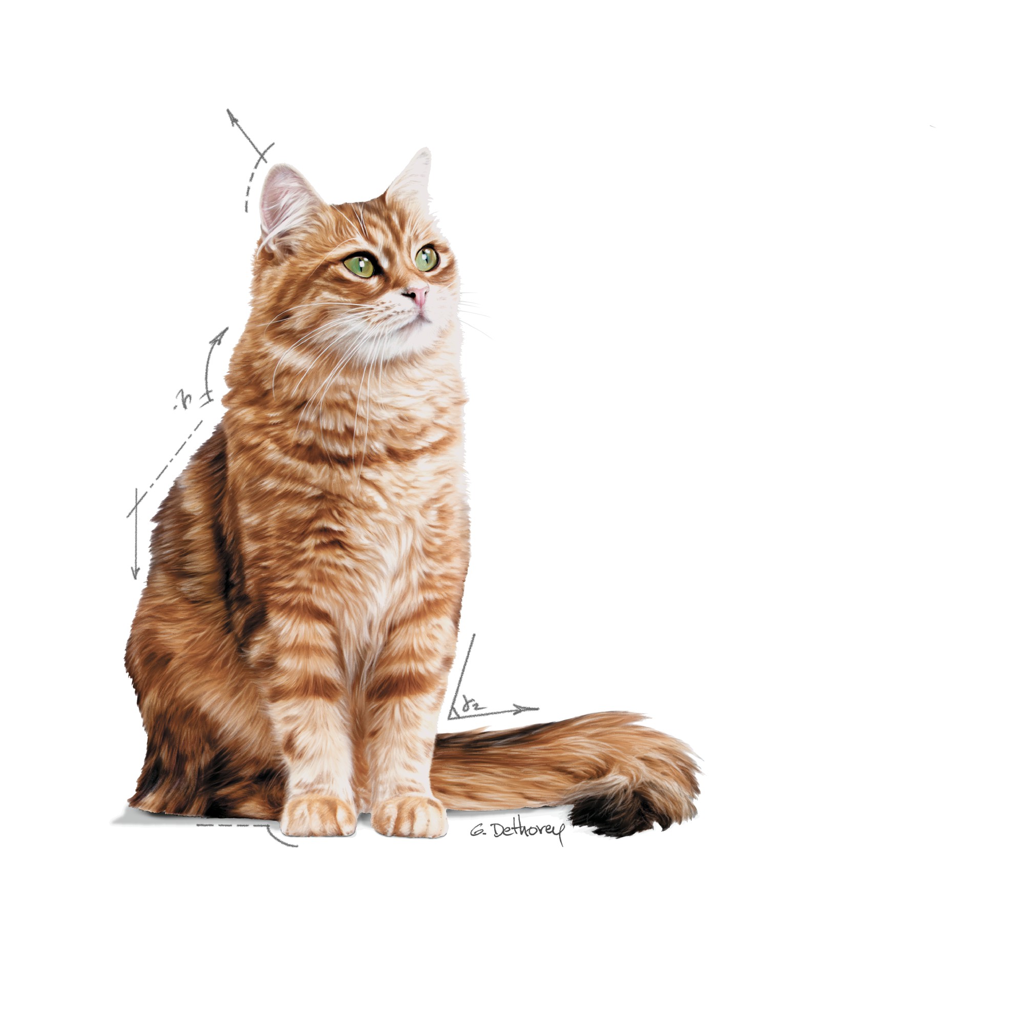 24 x 3oz Royal Canin Hair & Skin Care Thin Slices in Gravy Canned Wet Cat Food UAE | 1048-GDOBR