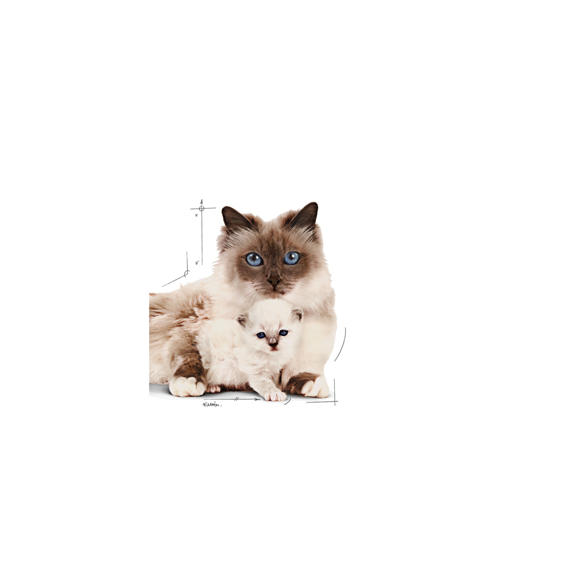 24 x 5.1oz Royal Canin Mother & Babycat Ultra Soft Mousse in Sauce Canned Wet Cat Food UAE | 1293-WNTRU