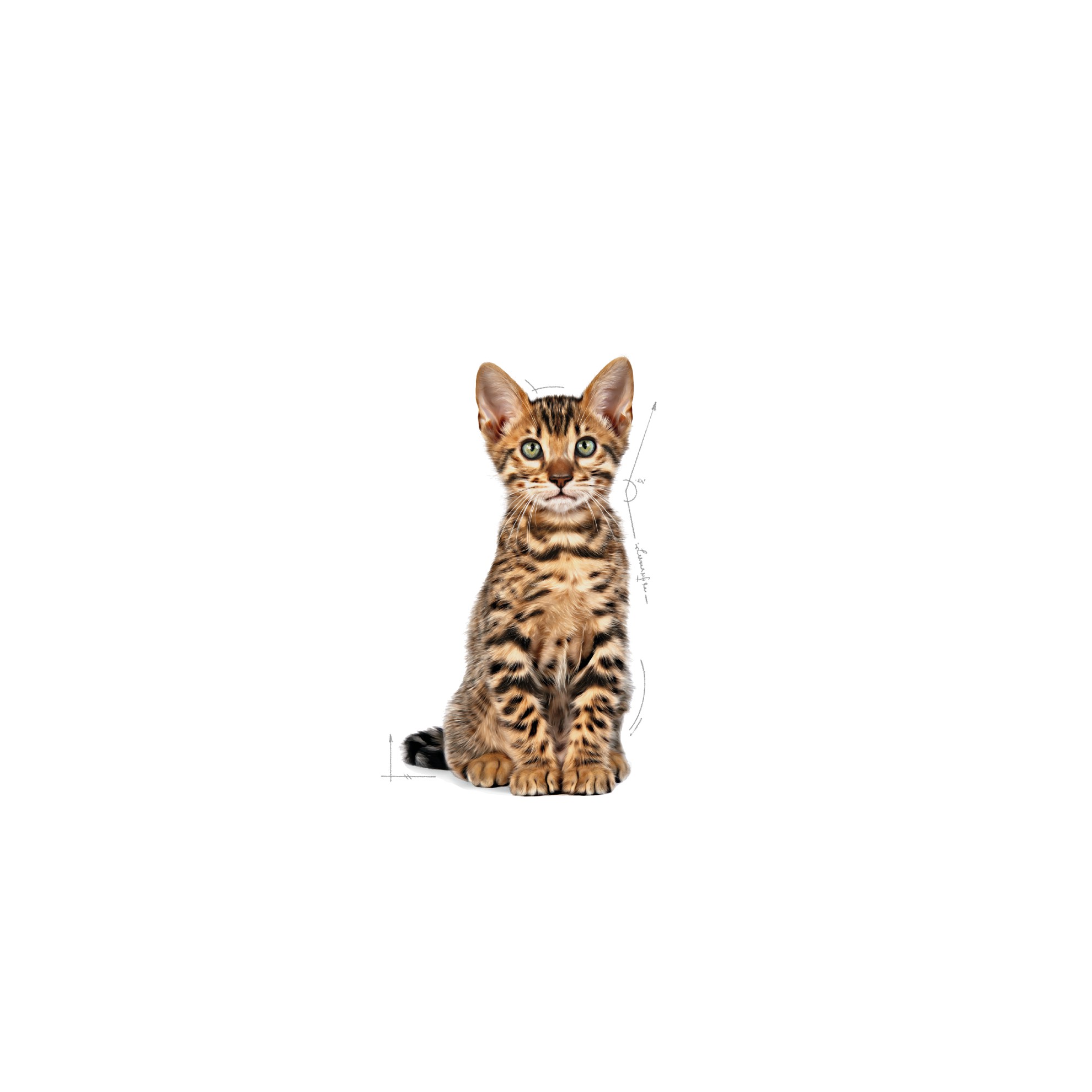 2.5lb Royal Canin Kitten Spayed/Neutered Dry Cat Food UAE | 6897-DLIXN