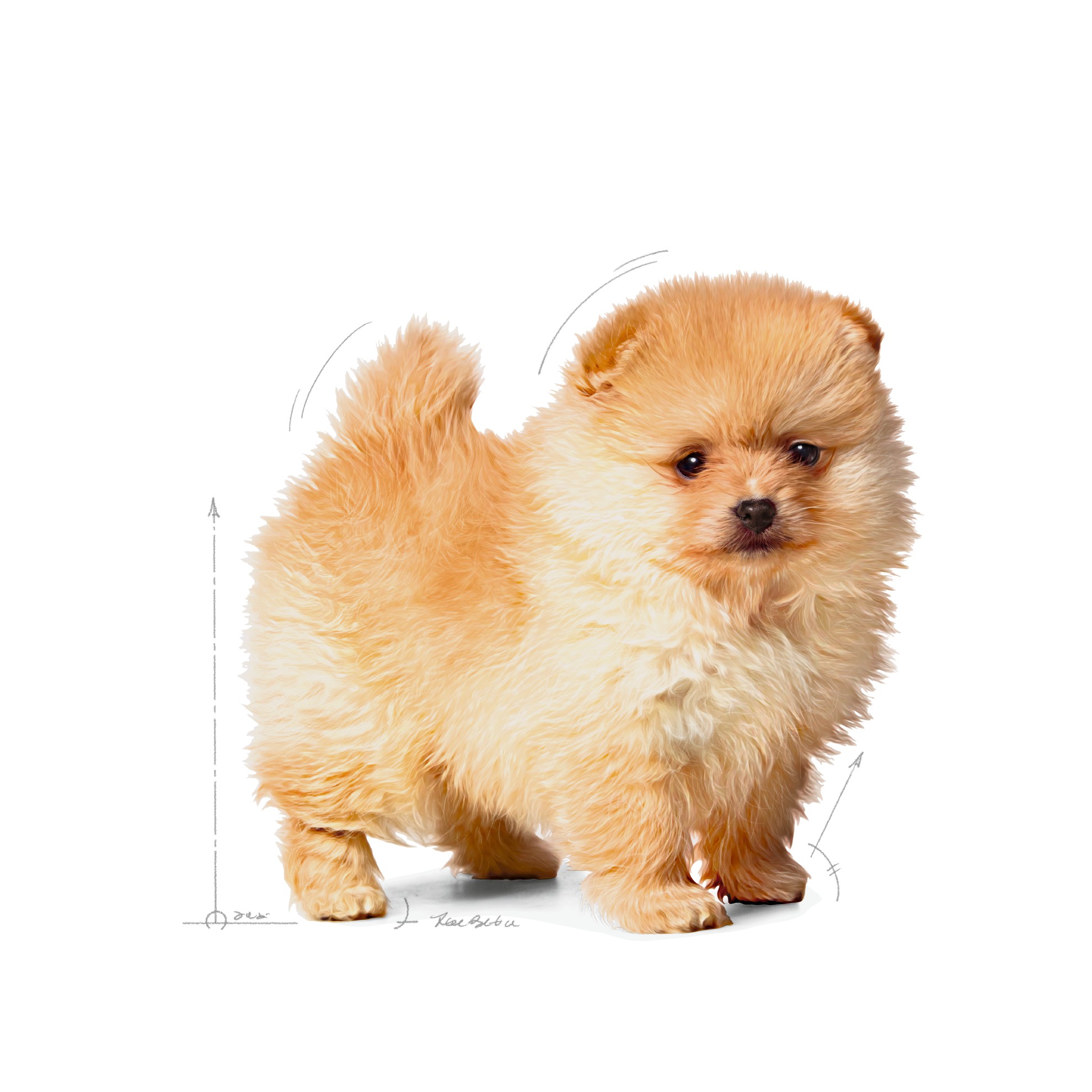 2.5lb Royal Canin Small Indoor Puppy Dry Dog Food UAE | 3612-TRZEF