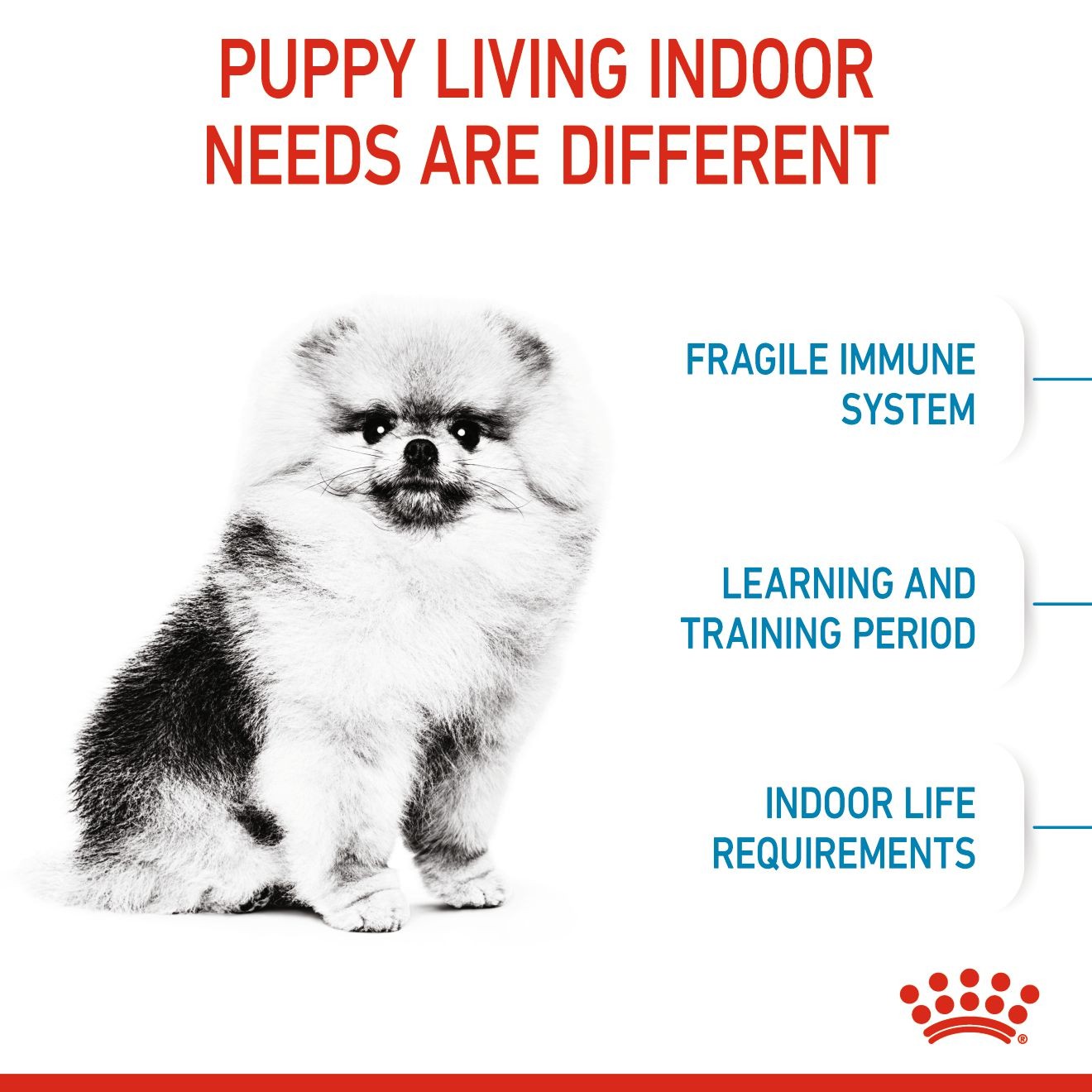 2.5lb Royal Canin Small Indoor Puppy Dry Dog Food UAE | 3612-TRZEF