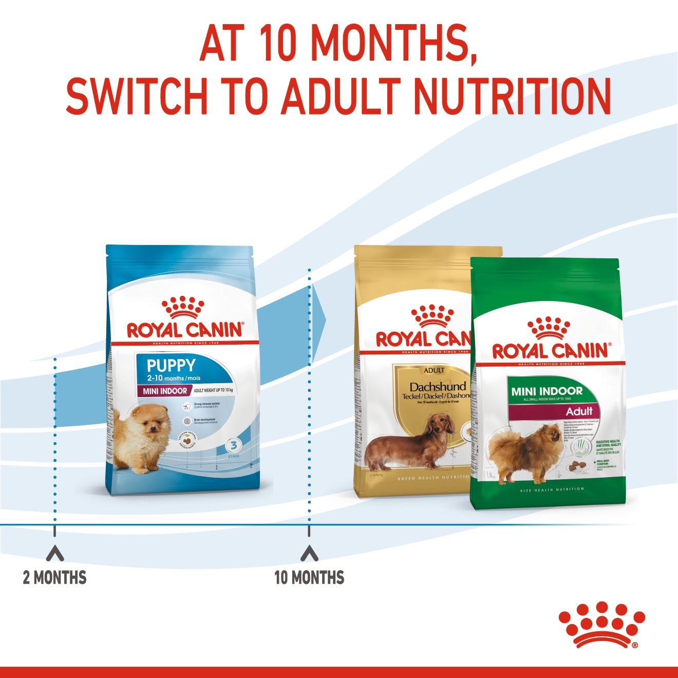 2.5lb Royal Canin Small Indoor Puppy Dry Dog Food UAE | 3612-TRZEF