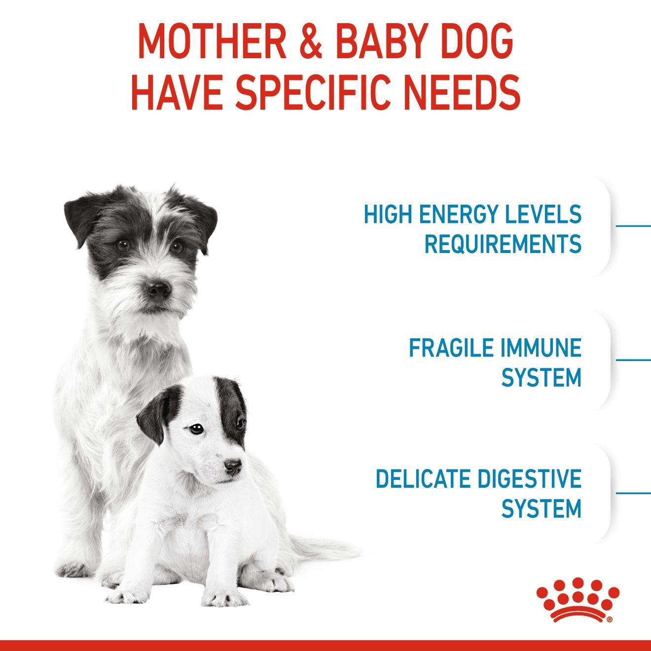 2.5lb Royal Canin Small Starter Mother & Babydog Dry Dog Food UAE | 1054-PNZDB
