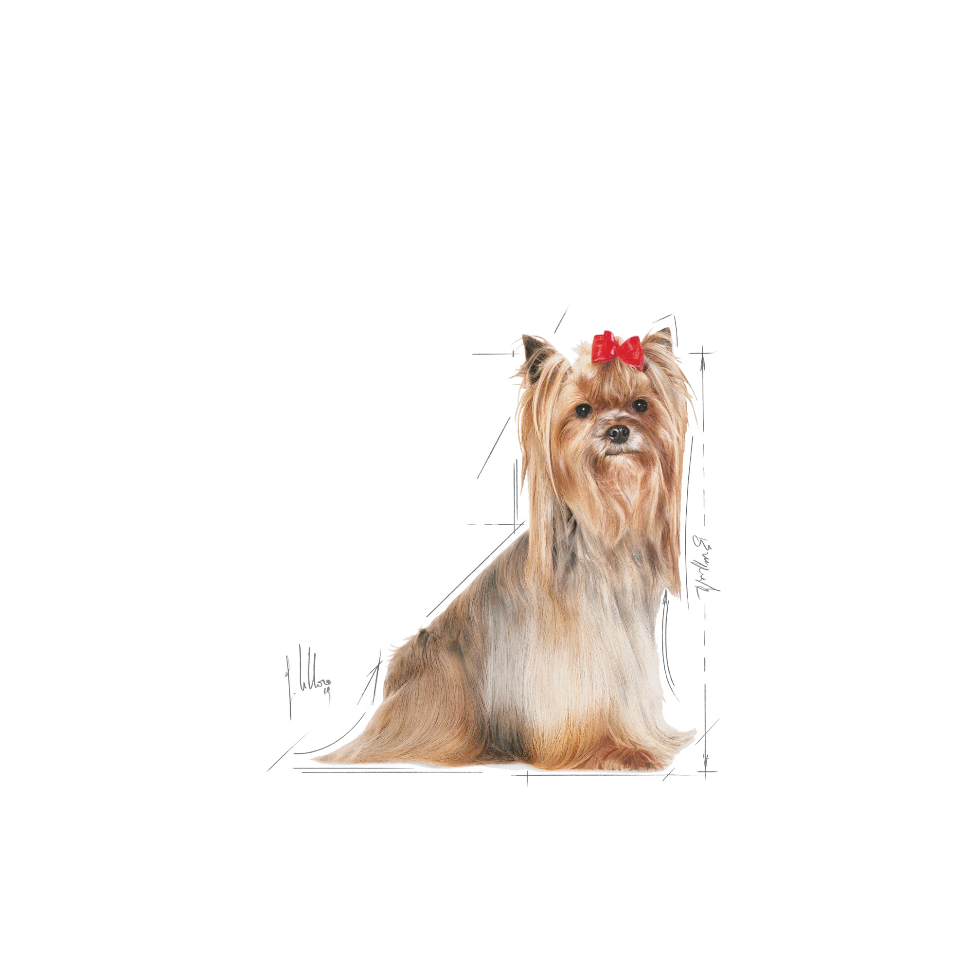 2.5lb Royal Canin Yorkshire Terrier Adult 8+ Adult Dry Dog Food UAE | 1473-MDUIP