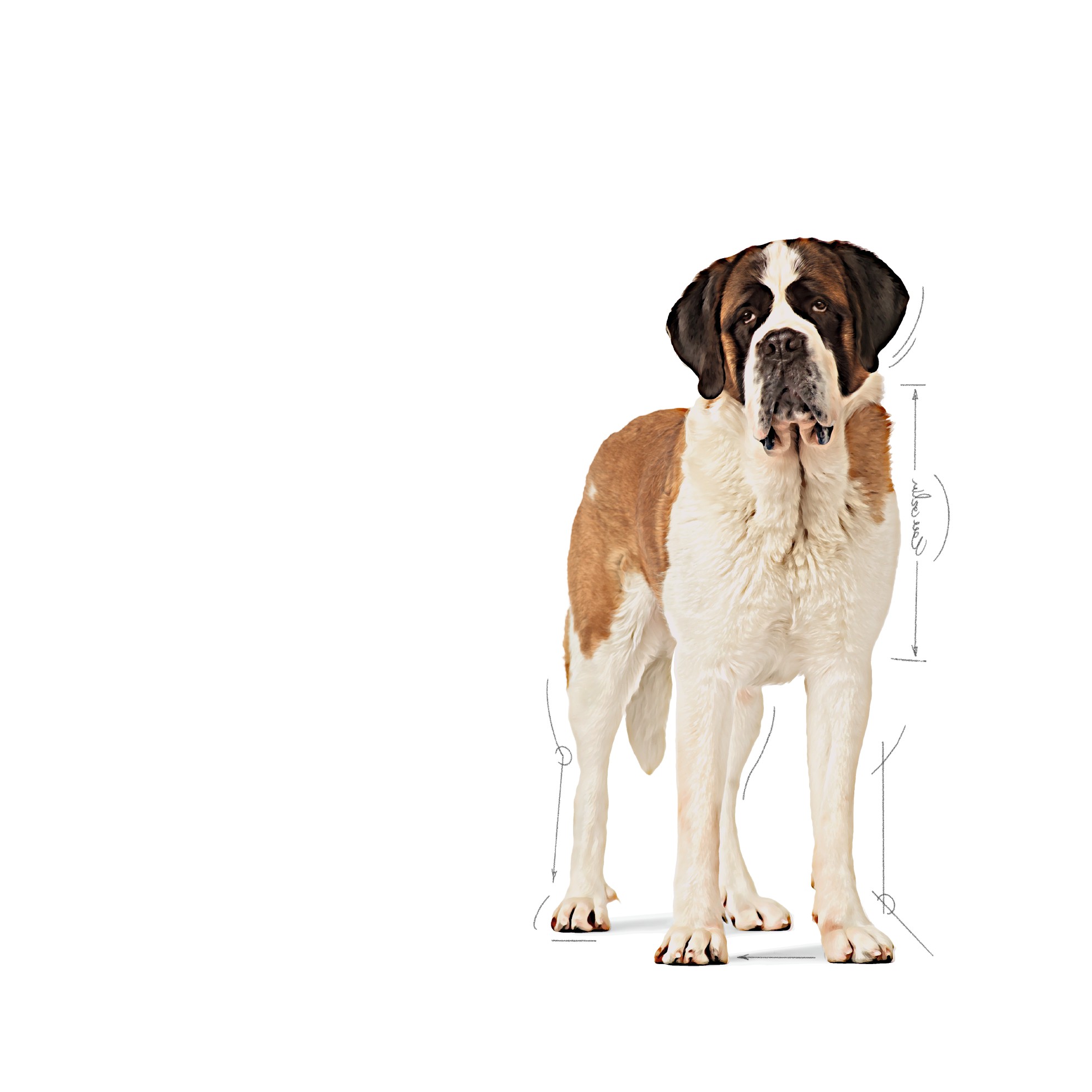 30lb Royal Canin Giant Junior Dry Dog Food UAE | 4375-DBQHN