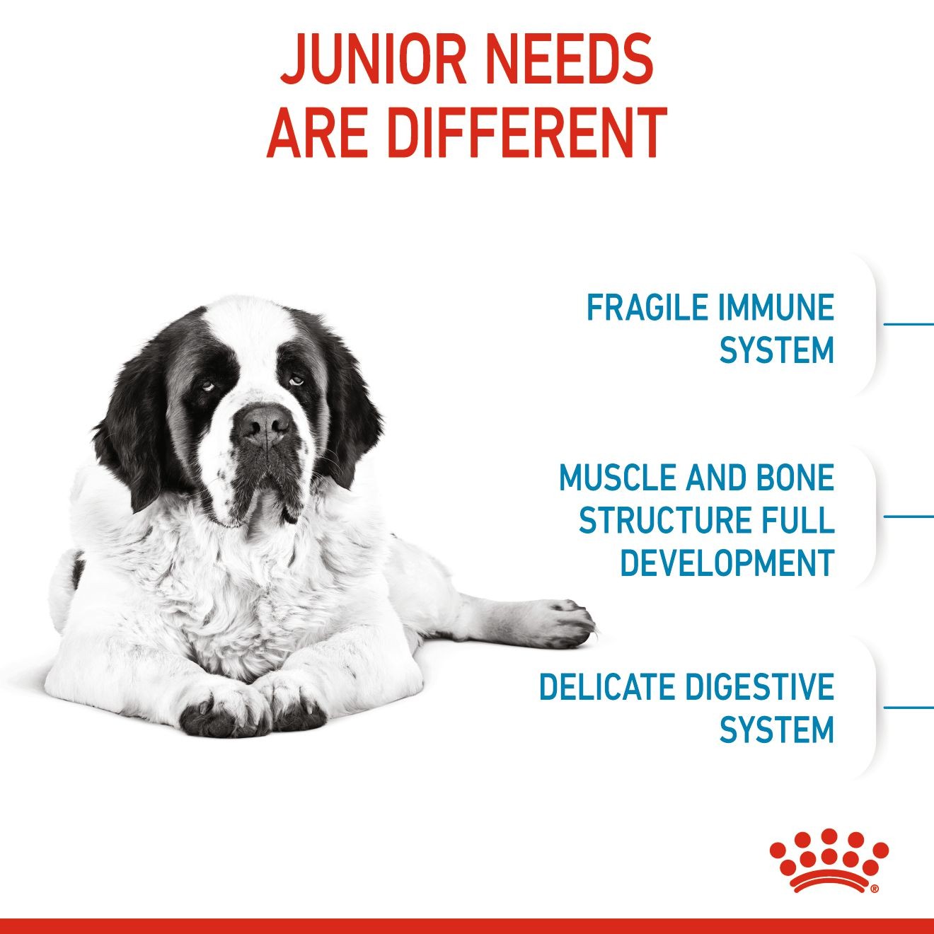 30lb Royal Canin Giant Junior Dry Dog Food UAE | 4375-DBQHN