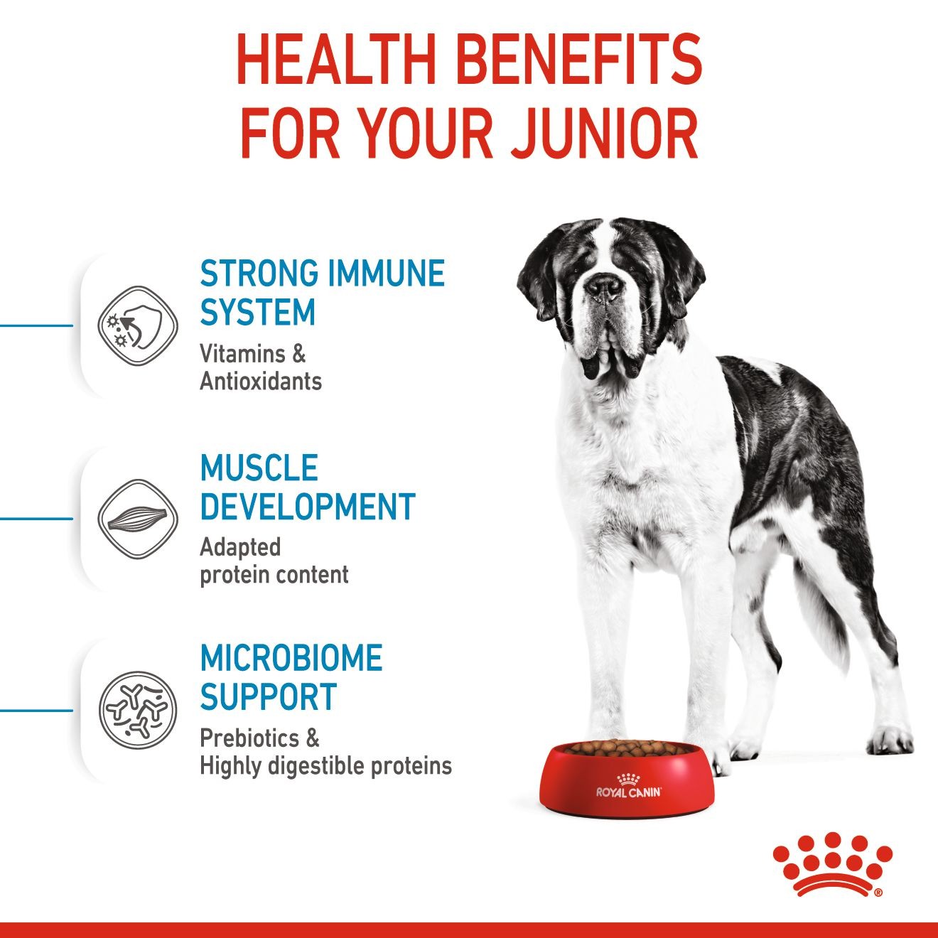 30lb Royal Canin Giant Junior Dry Dog Food UAE | 4375-DBQHN