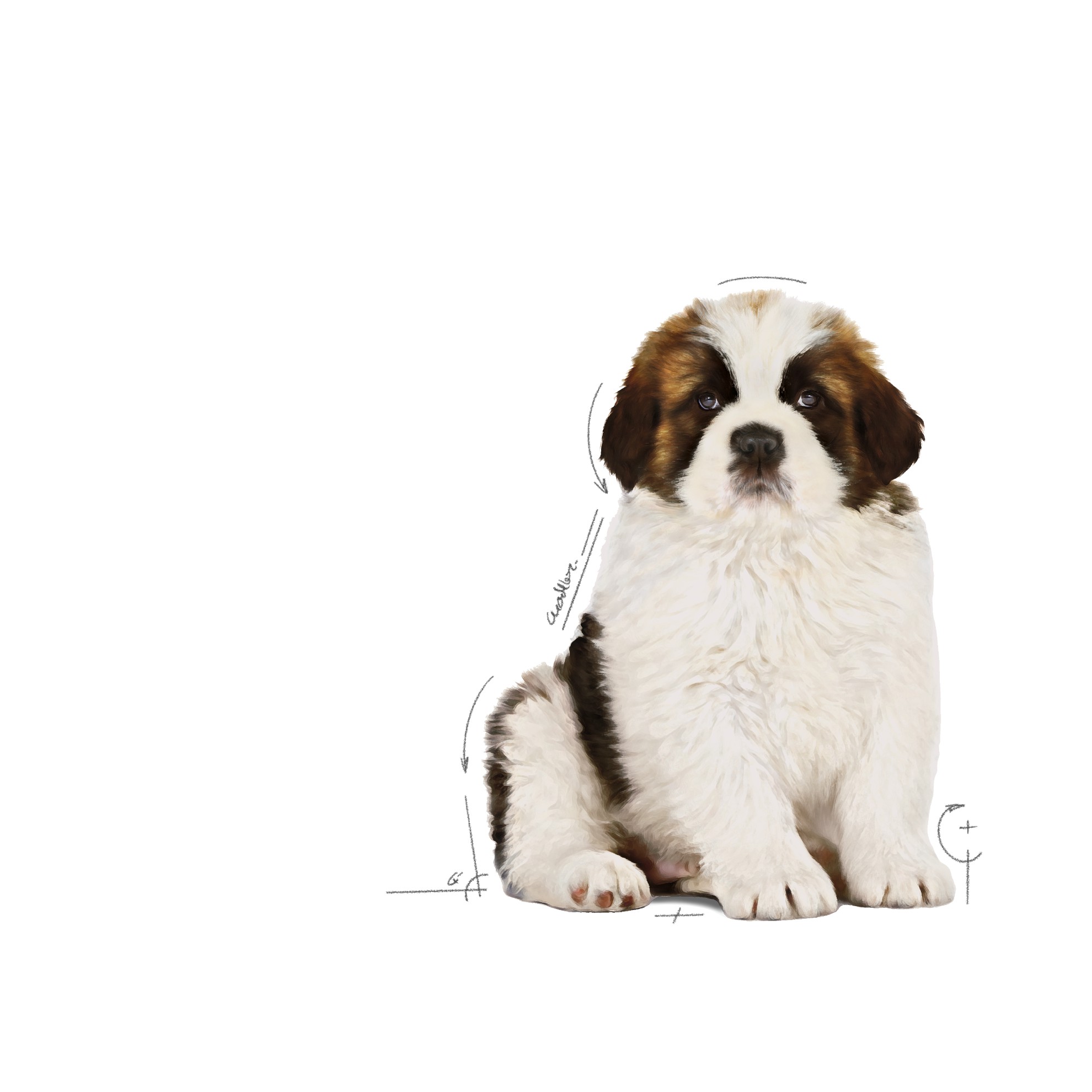 30lb Royal Canin Giant Puppy Dry Dog Food UAE | 5364-FVDTW