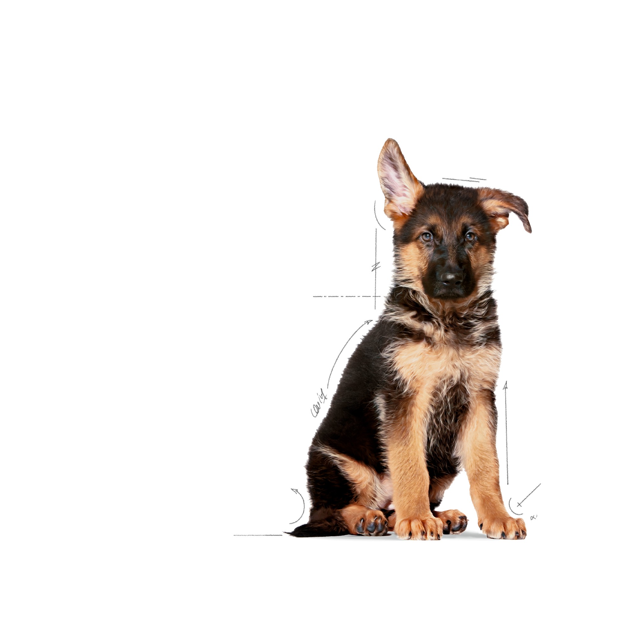 30lb Royal Canin Large Puppy Dry Dog Food UAE | 4521-HRTFV