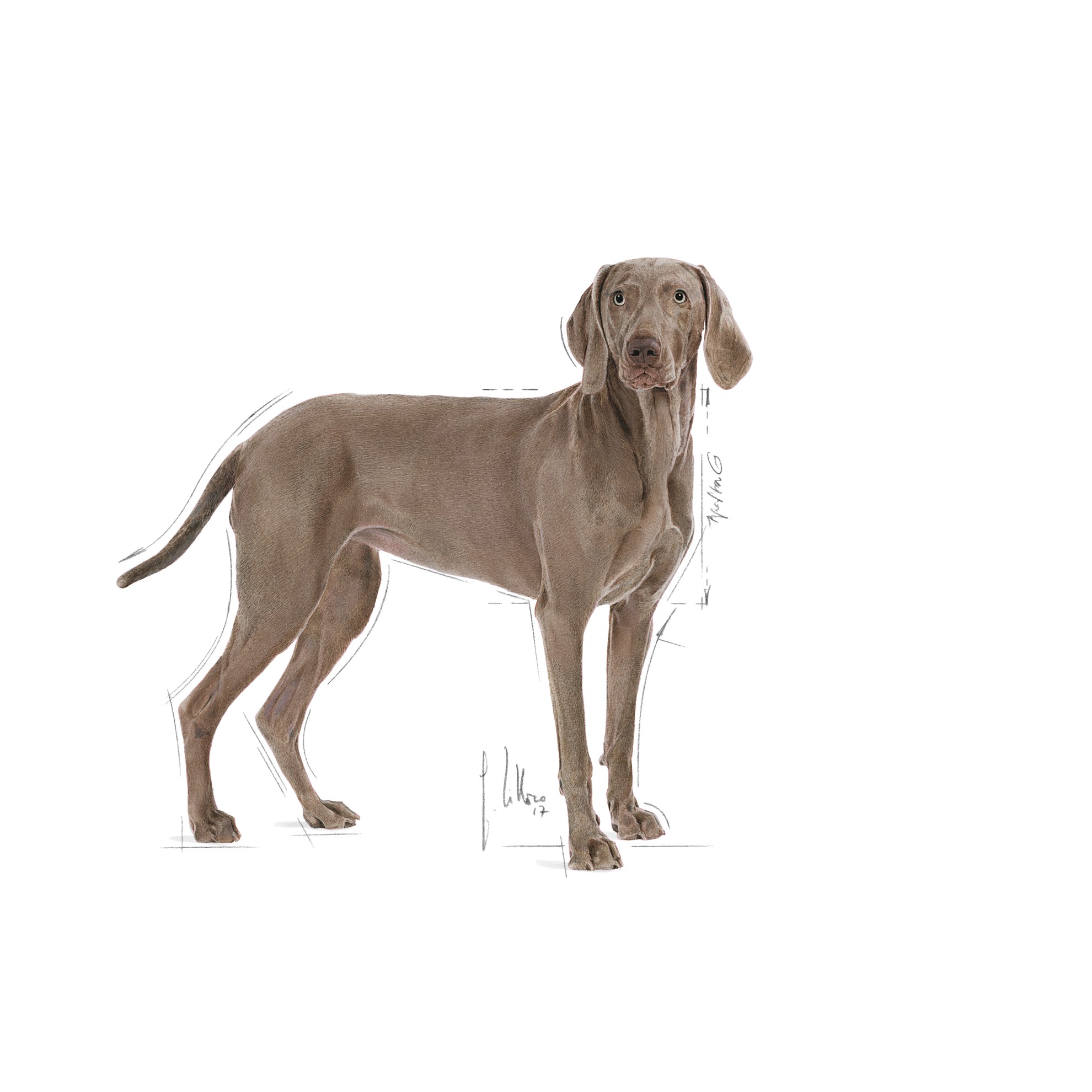 30lb Royal Canin Large Sensitive Skin Care Dry Dog Food UAE | 3795-ZJSFX