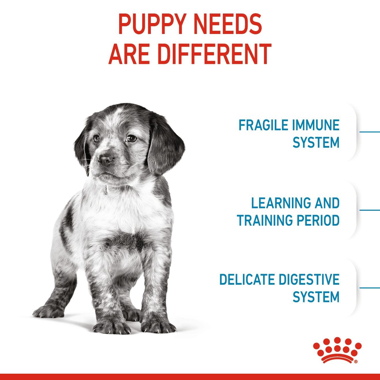 30lb Royal Canin Medium Puppy Dry Dog Food UAE | 1648-LYJIU