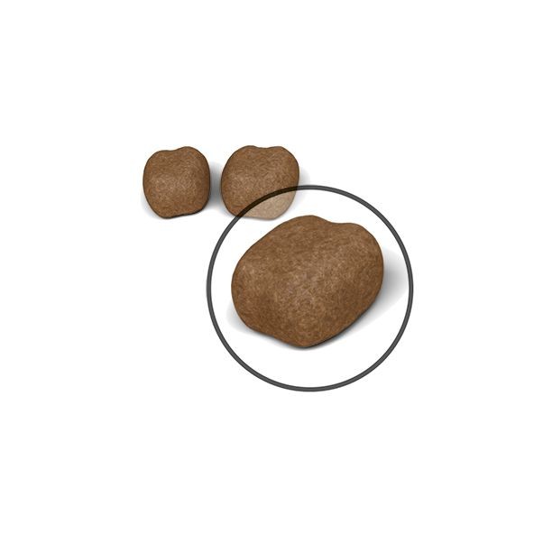 3lb Royal Canin Dental Care Dry Cat Food UAE | 8092-OQNSC