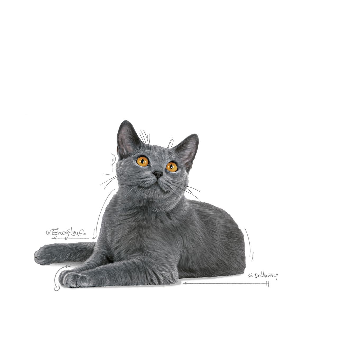 3lb Royal Canin Dental Care Dry Cat Food UAE | 8092-OQNSC