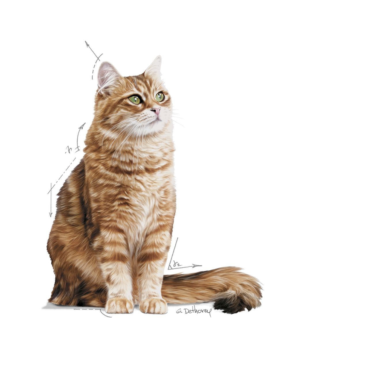 3lb Royal Canin Digestive Care Dry Cat Food UAE | 6538-GBVAO