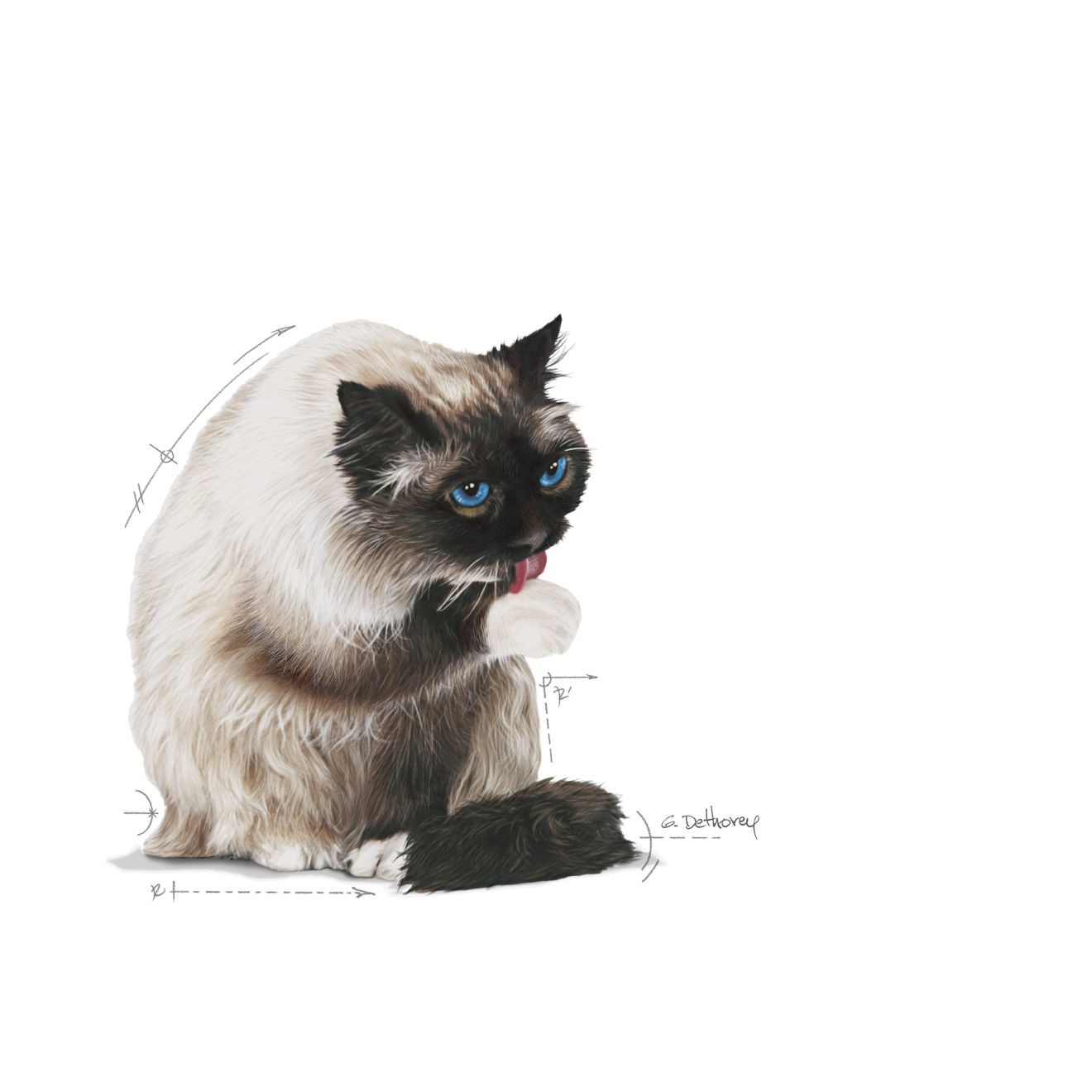 3lb Royal Canin Hairball Care Dry Cat Food UAE | 9468-LSFXH