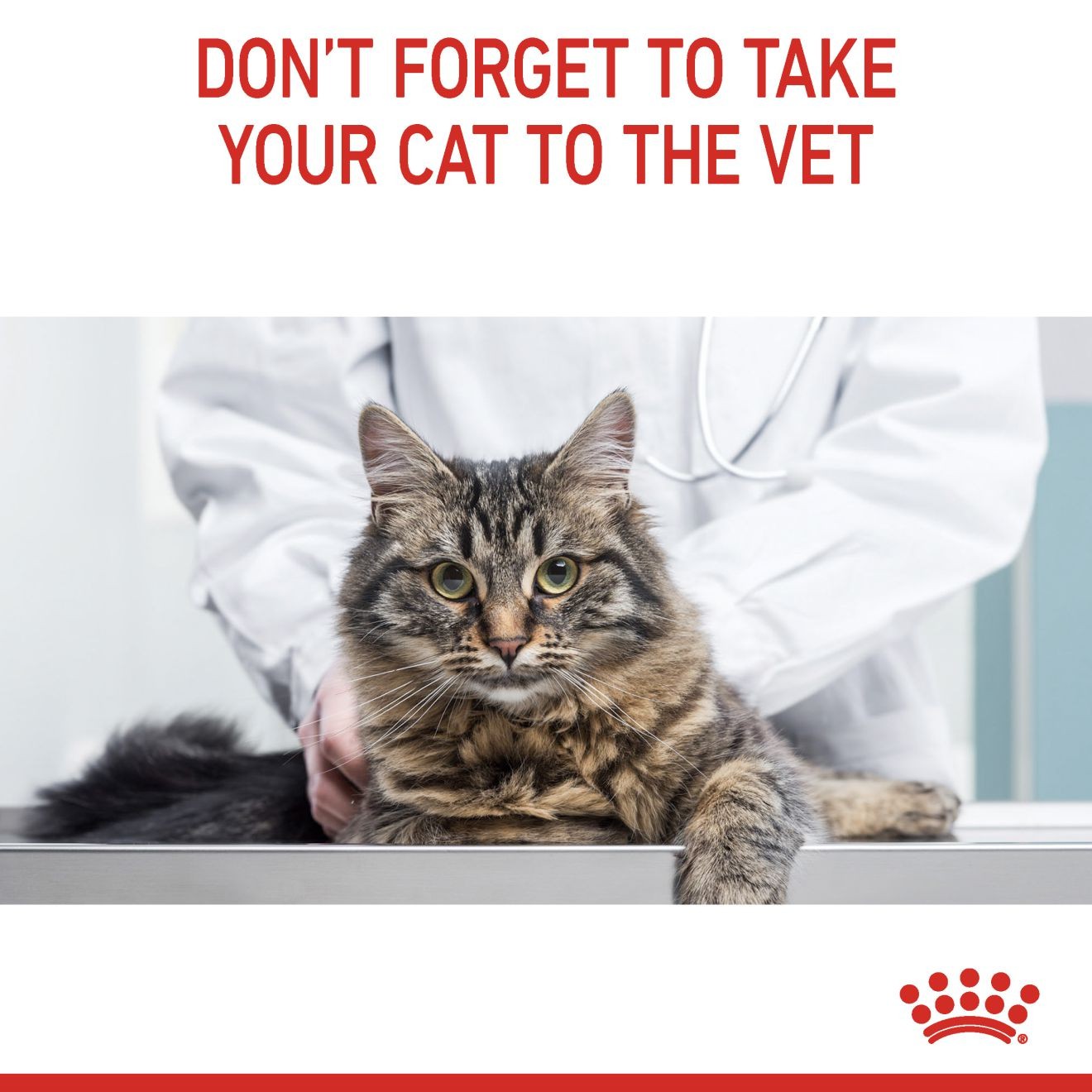 3lb Royal Canin Hairball Care Dry Cat Food UAE | 9468-LSFXH