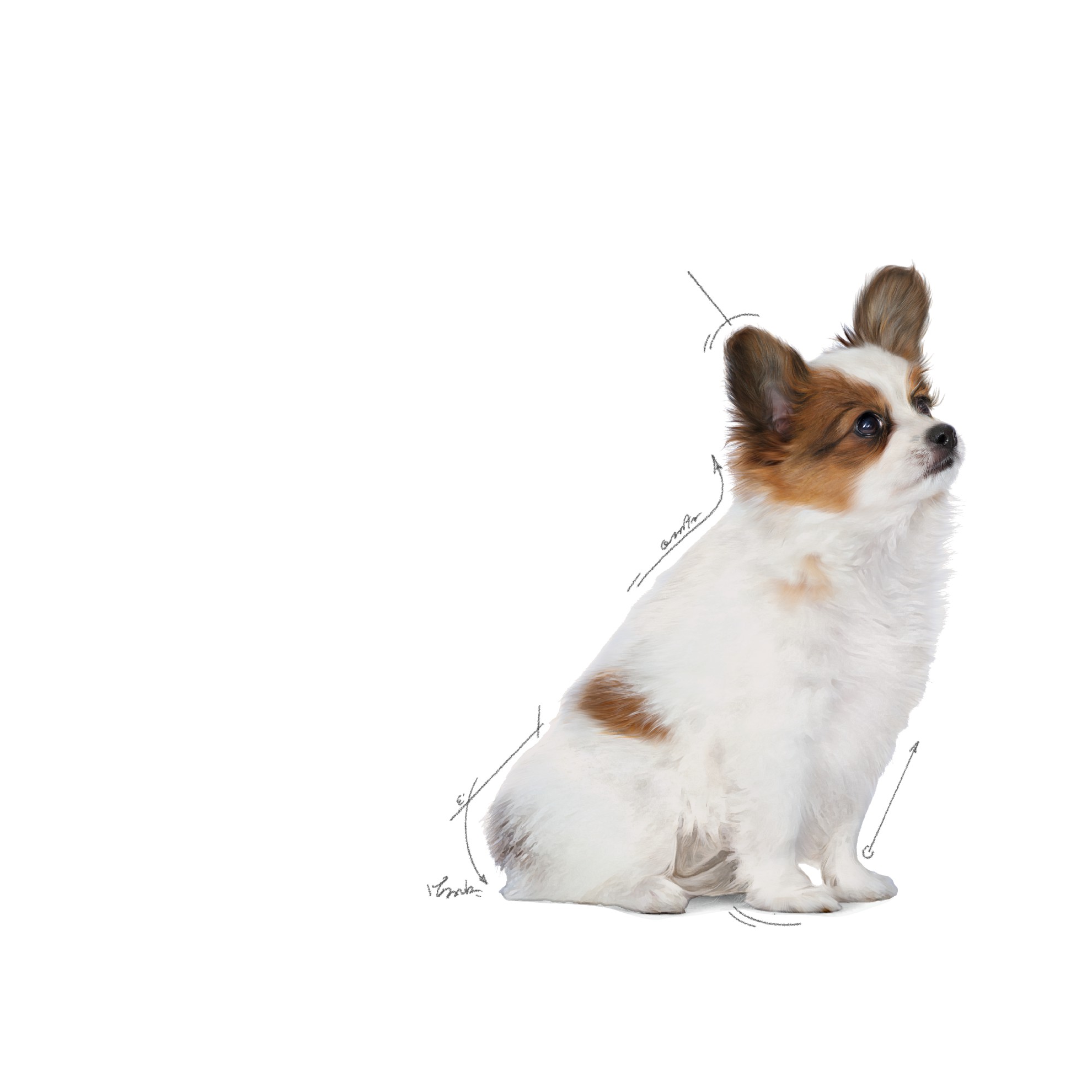 3lb Royal Canin X-Small Puppy Dry Dog Food UAE | 6071-NYFGX