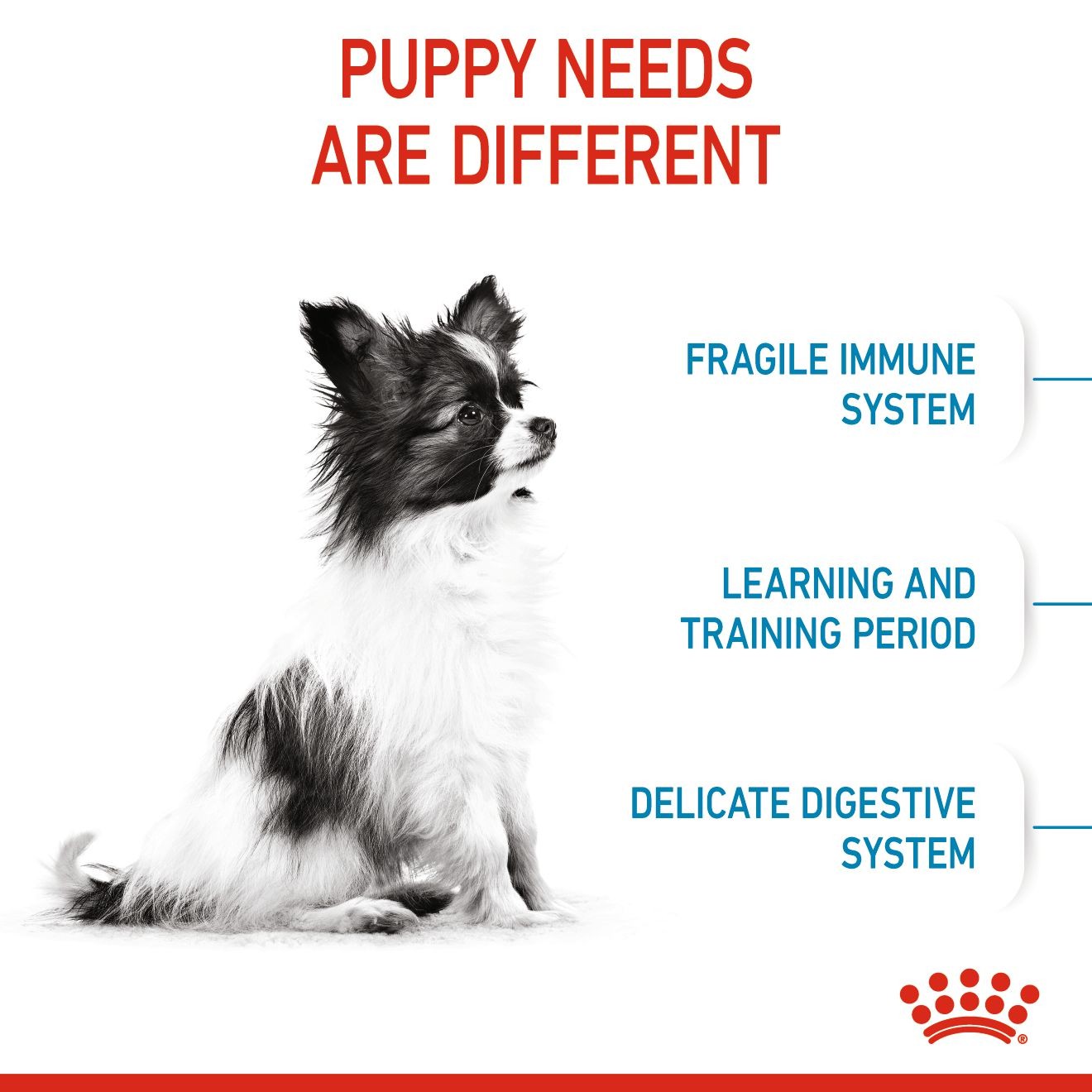 3lb Royal Canin X-Small Puppy Dry Dog Food UAE | 6071-NYFGX
