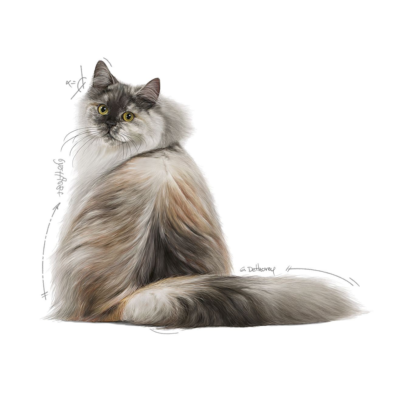 6lb Royal Canin Hair & Skin Care Dry Cat Food UAE | 8902-DIWYT