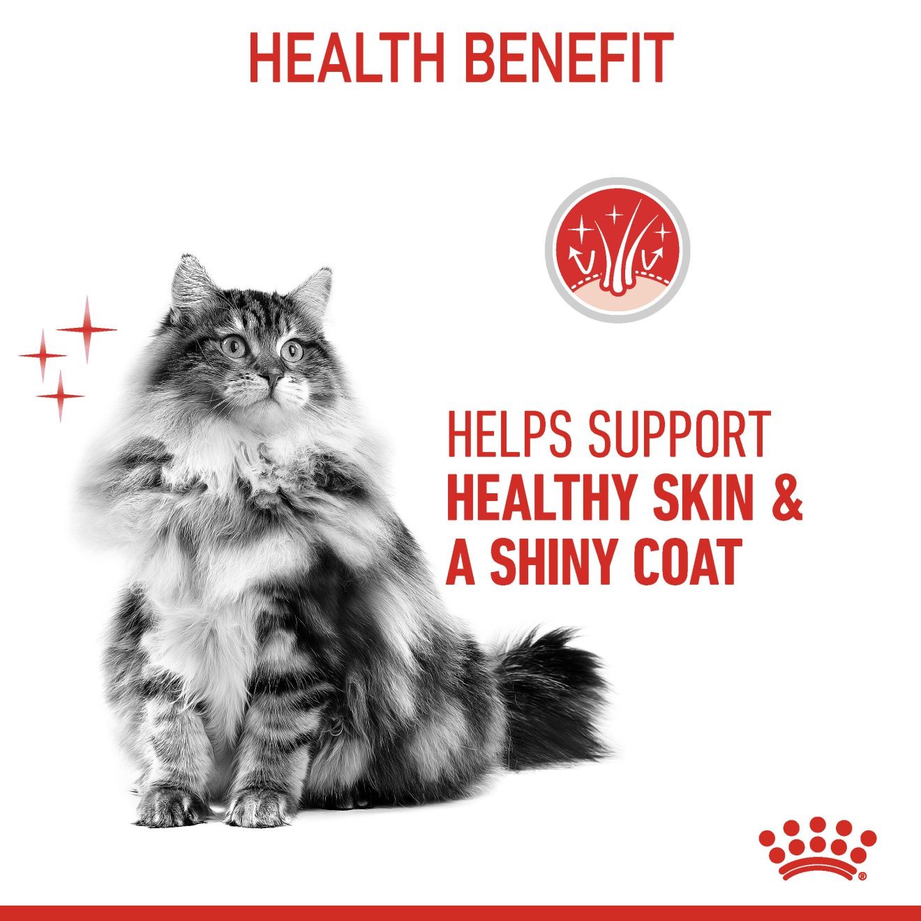 6lb Royal Canin Hair & Skin Care Dry Cat Food UAE | 8902-DIWYT