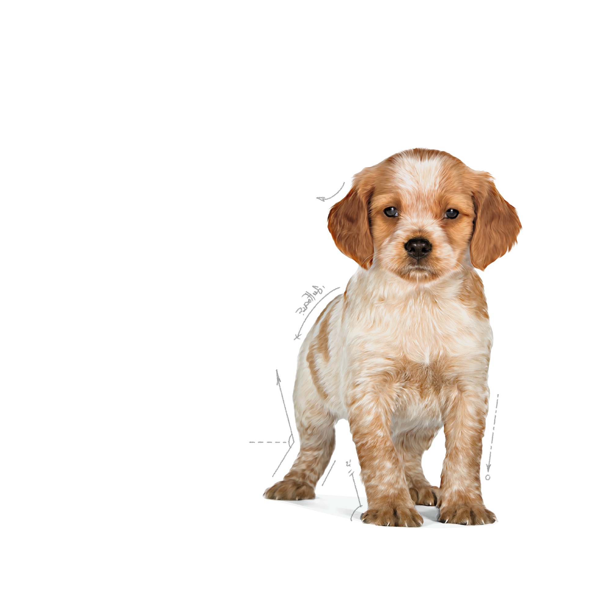 6lb Royal Canin Medium Puppy Dry Dog Food UAE | 4613-DLNMJ