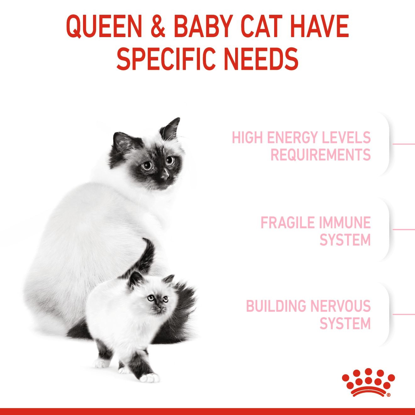 6lb Royal Canin Mother & Babycat Dry Cat Food UAE | 6704-YUTRE