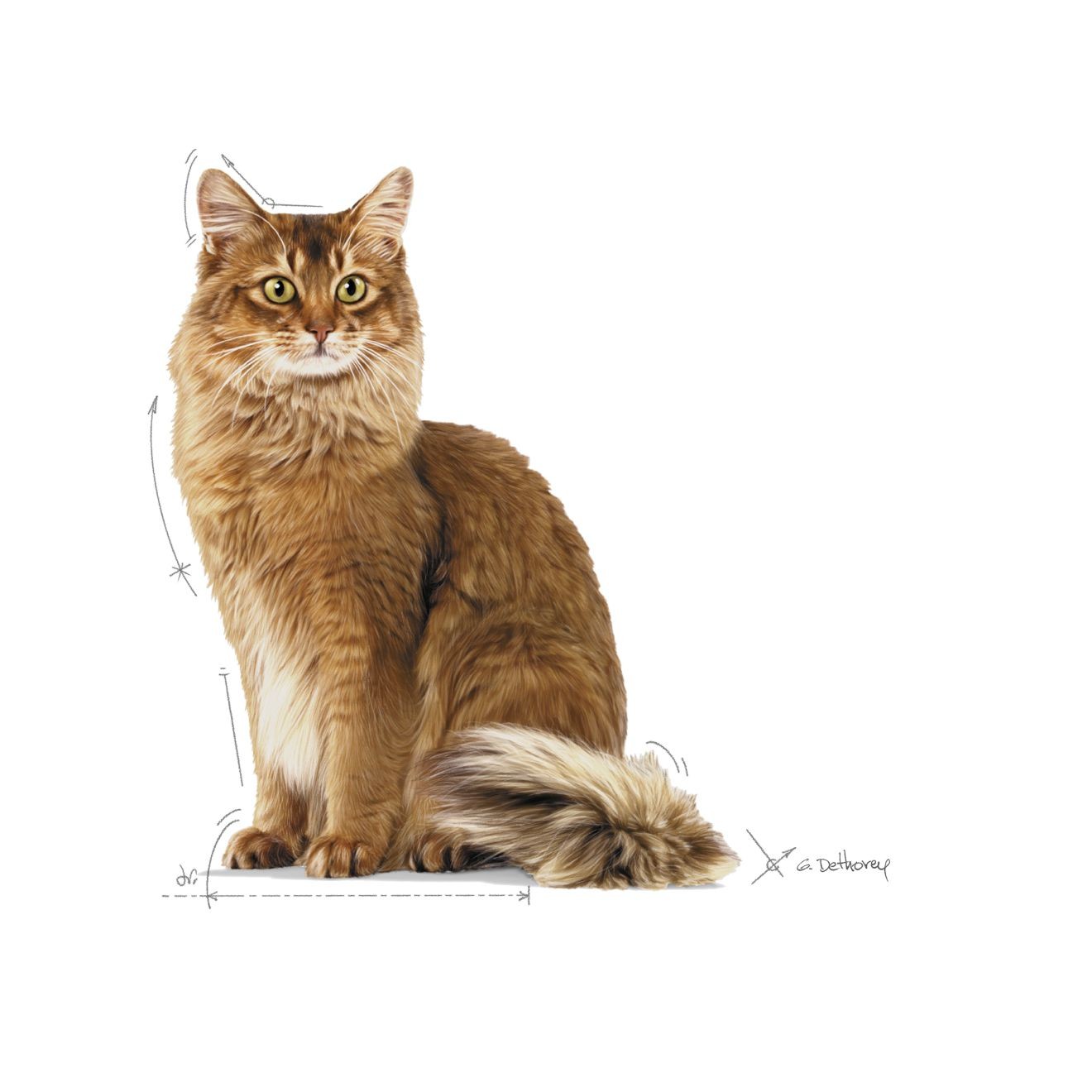 6lb Royal Canin Weight Care Adult Dry Cat Food UAE | 9723-HWKUC